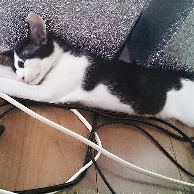 hoshiさんの実例写真