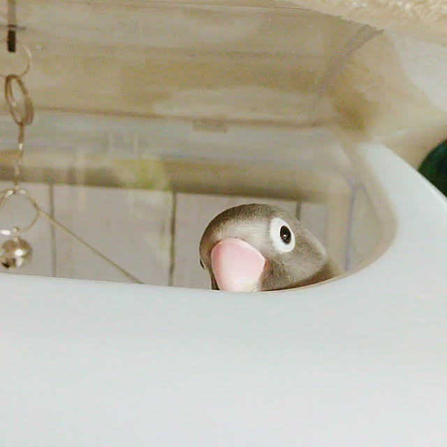 Ayakaさんの実例写真