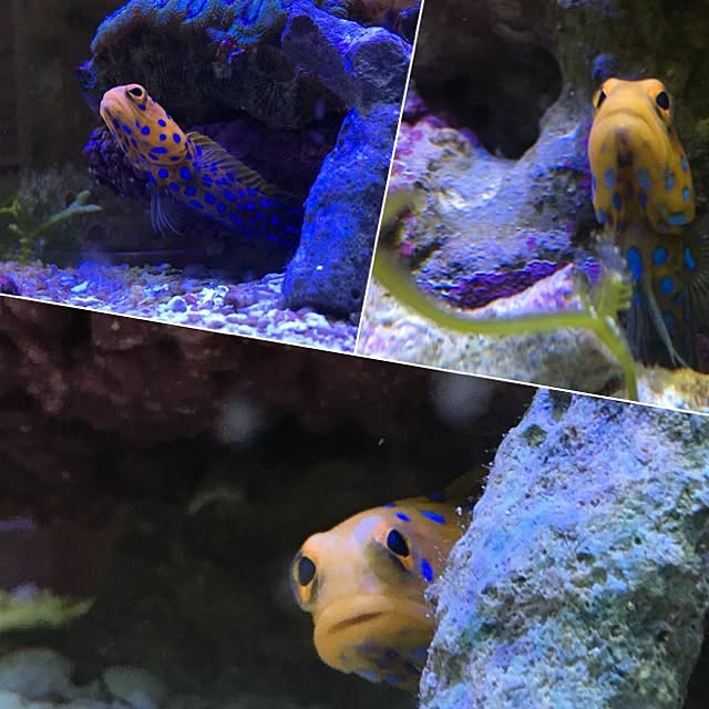 aquarium_seaさんの実例写真