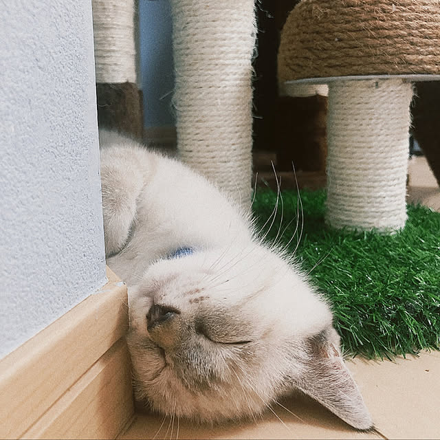 tomoyoさんの実例写真