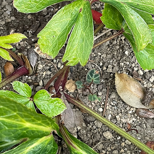 buchiさんの部屋