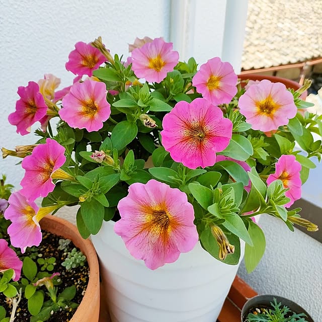 VERANDARJUNさんの実例写真
