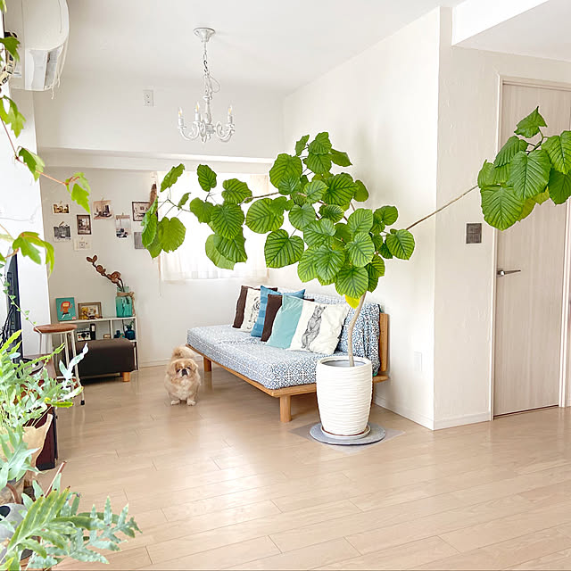 観葉植物/ウンベラータ/白が好き/わんこと暮らす家/ペキニーズ...などのインテリア実例 - 2020-04-10 13:32:12