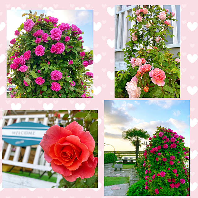 HappyRoseさんの実例写真