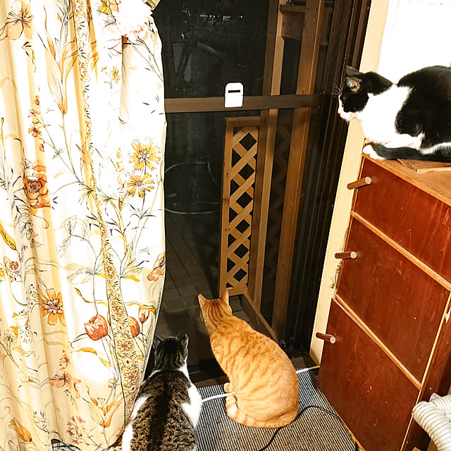 okyosan101さんの実例写真