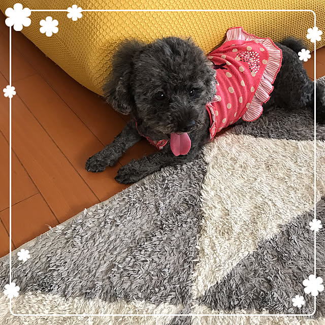 makkoさんの実例写真