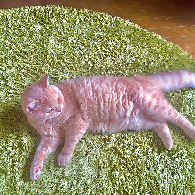 naokoさんの実例写真
