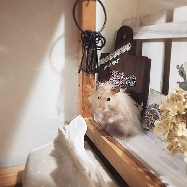 emiさんの実例写真