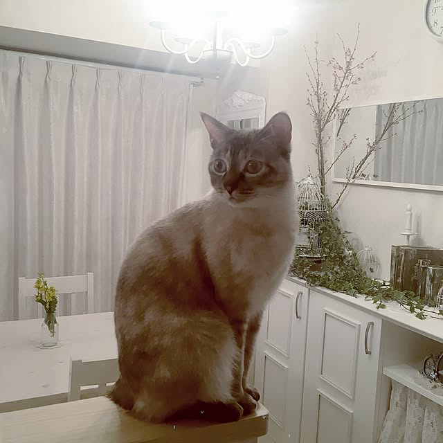 noelさんの実例写真