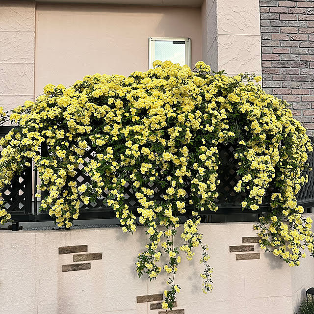 Megumiさんの部屋