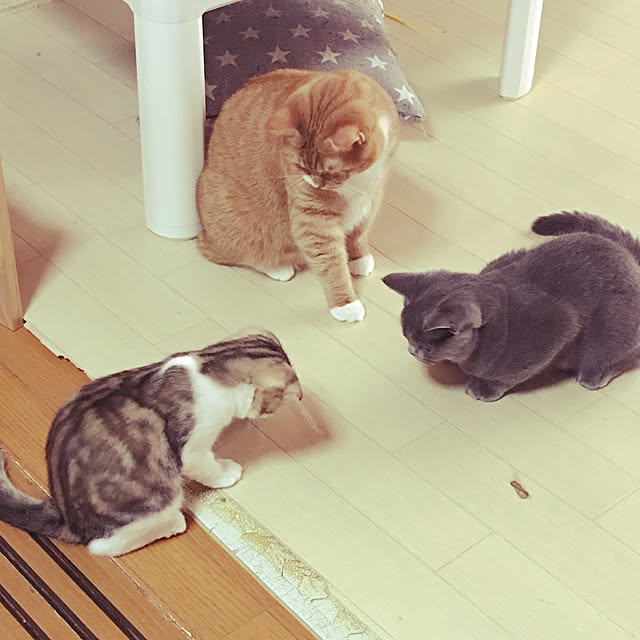 CATさんの実例写真