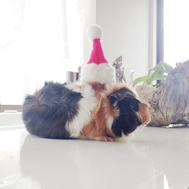 Atsushiさんの実例写真