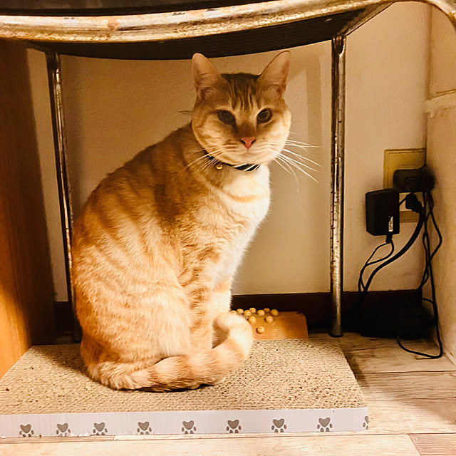 tomorinさんの部屋
