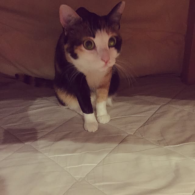 mayugonさんの実例写真