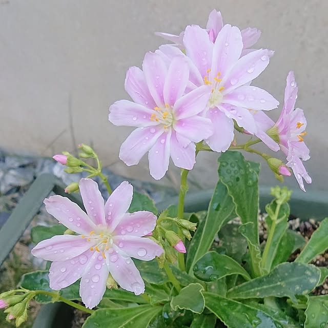 iegomori0621さんの実例写真