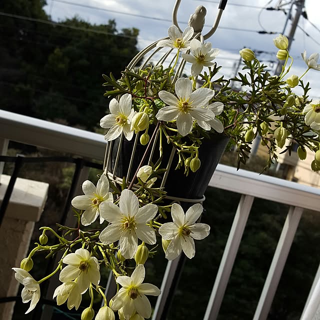 hiromiさんの実例写真