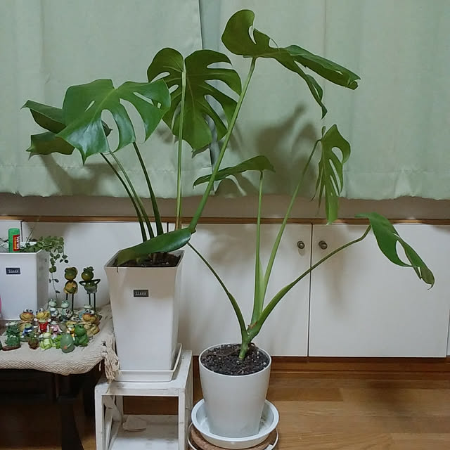 実例写真
