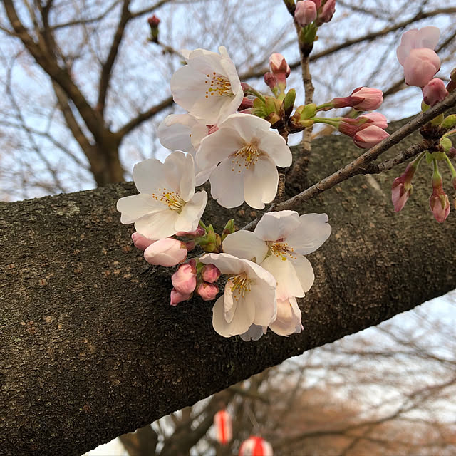 ちょうちん♪/さくら/玄関/入り口のインテリア実例 - 2019-04-01 18:48:56