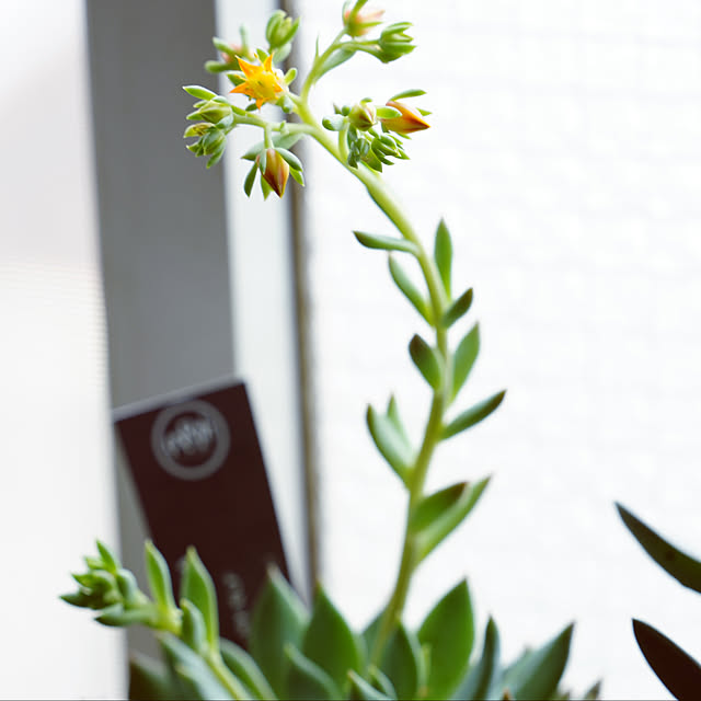 一人暮らし/多肉植物/部屋全体のインテリア実例 - 2022-04-17 21:56:48