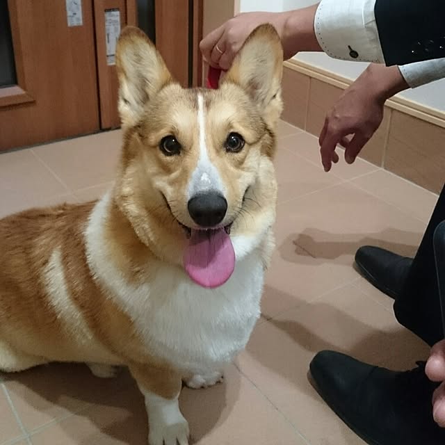 yaikoさんの実例写真