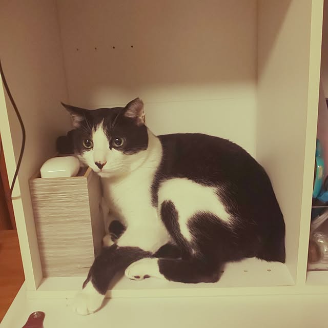 oseroさんの実例写真