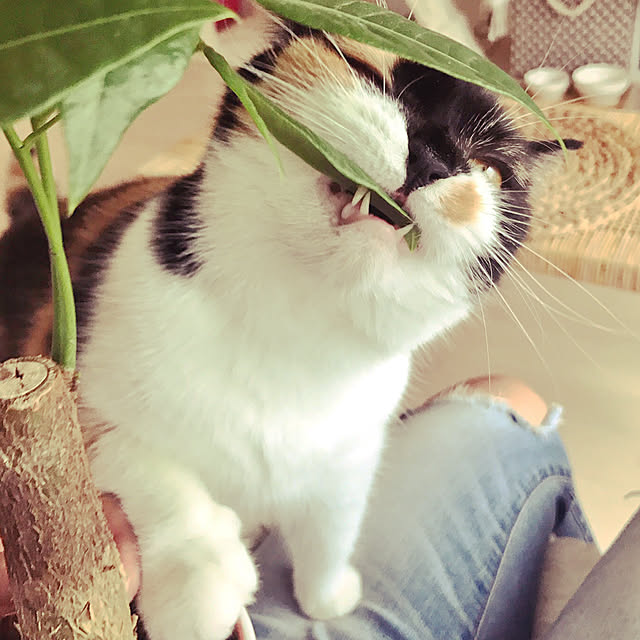 実例写真