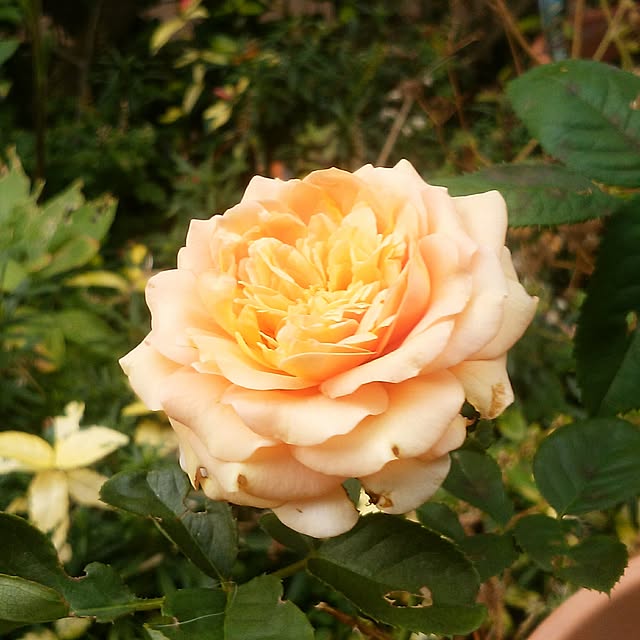 yum0408さんの実例写真