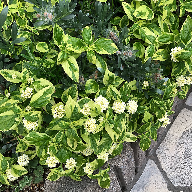 Alohaさんの実例写真