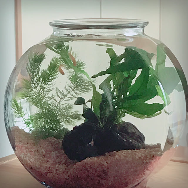 Ruriさんの実例写真
