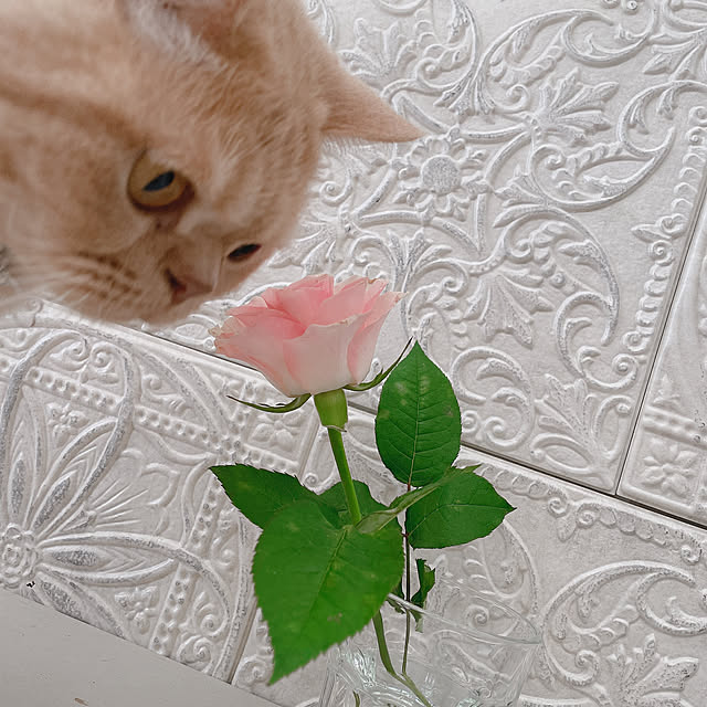 cocoさんの実例写真