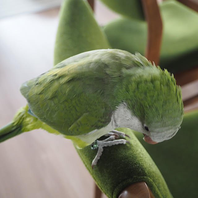 torinoさんの実例写真
