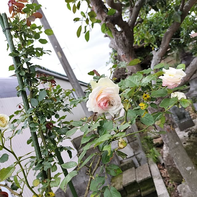sumimarumiさんの部屋