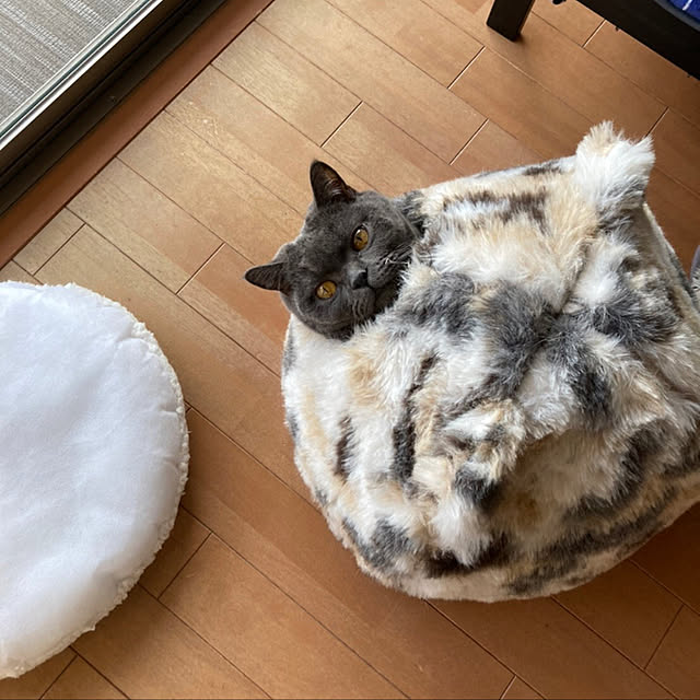 Shojiさんの実例写真