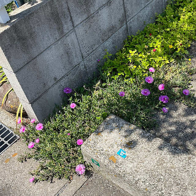 nobikoさんの部屋