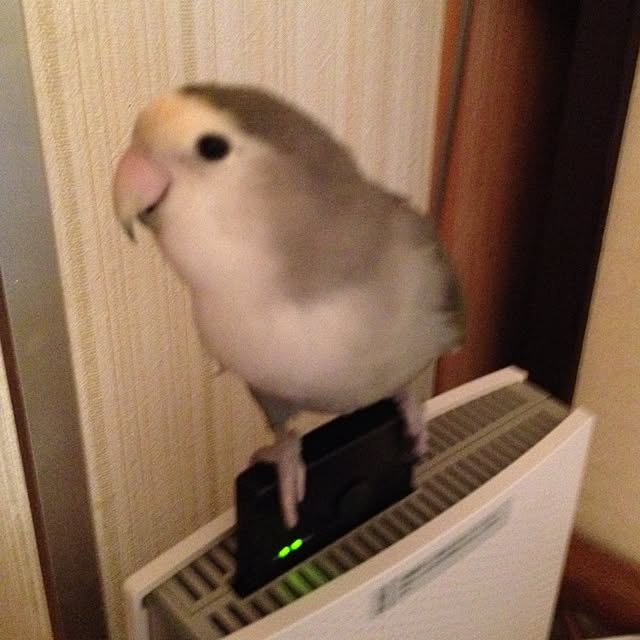 Chicoさんの実例写真