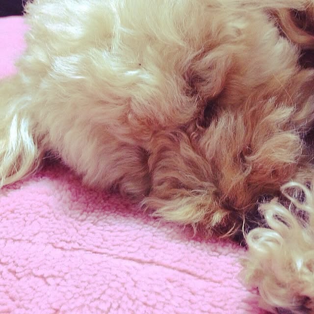 ssさんの実例写真