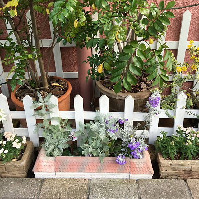 snowさんの実例写真