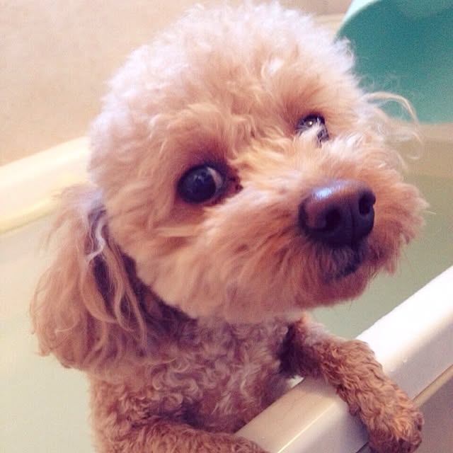 mintさんの実例写真