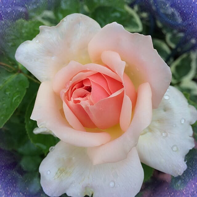 pink.heart.countryさんの実例写真