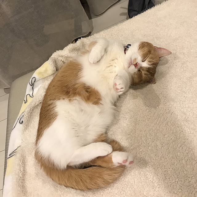 KotarouKunさんの実例写真