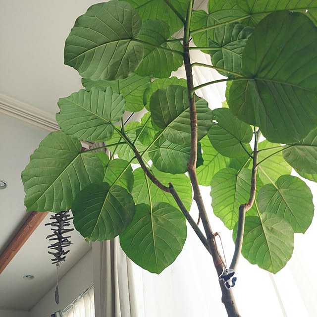makotoさんの実例写真