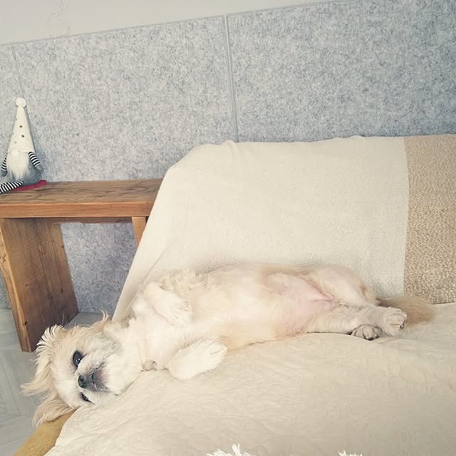 yukagomaさんの実例写真