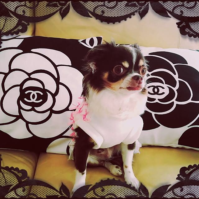 angelrose.yuuさんの実例写真