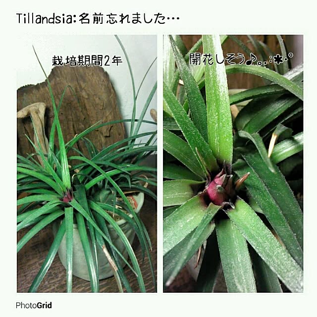 Plantexhibitionhallさんの実例写真