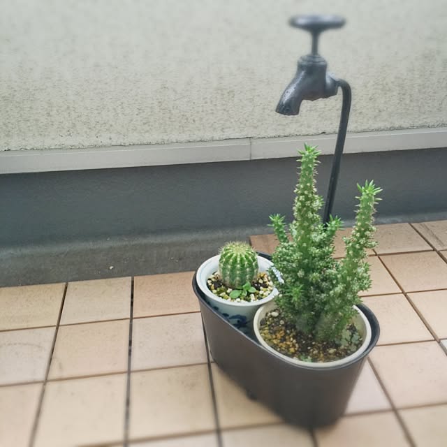 kogumamauさんの実例写真