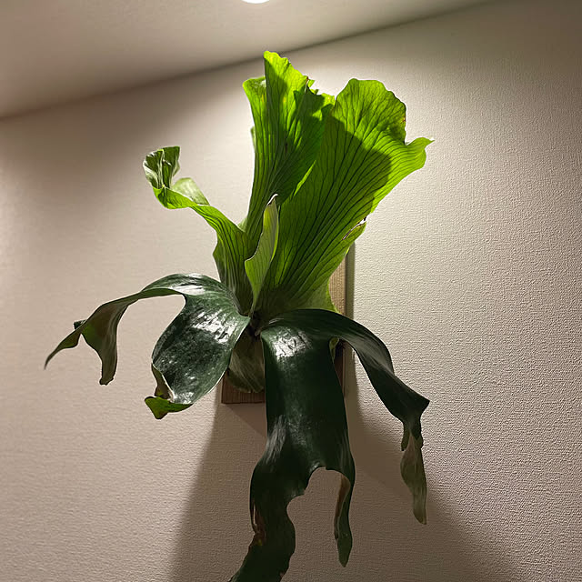 halさんの実例写真