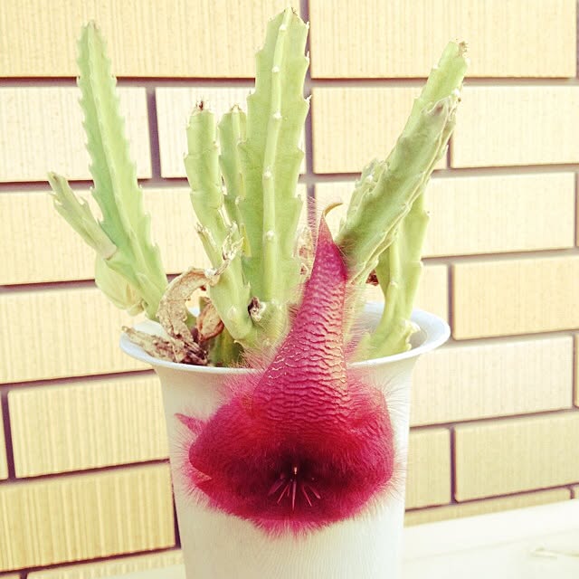 vanillaさんの実例写真