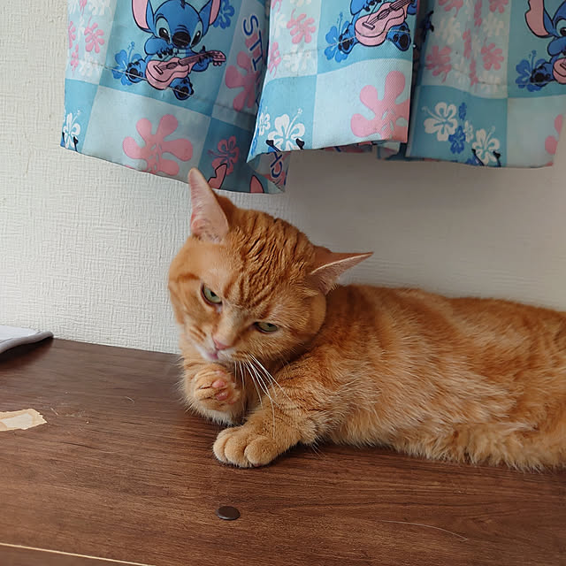 shinobuさんの実例写真