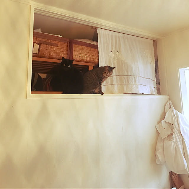neko-2.2.2runmuさんの実例写真