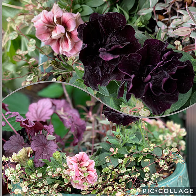 yukarin-gardenさんの実例写真